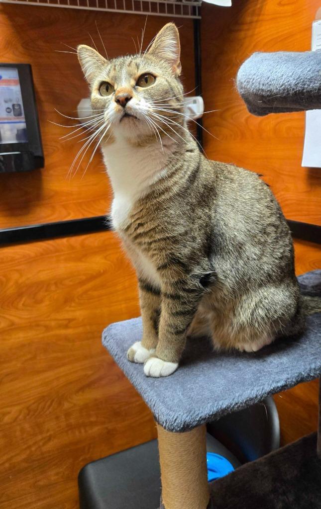 Enlarge Merelie, a Adoptable mixed breed in Pawtucket, RI image 5/6