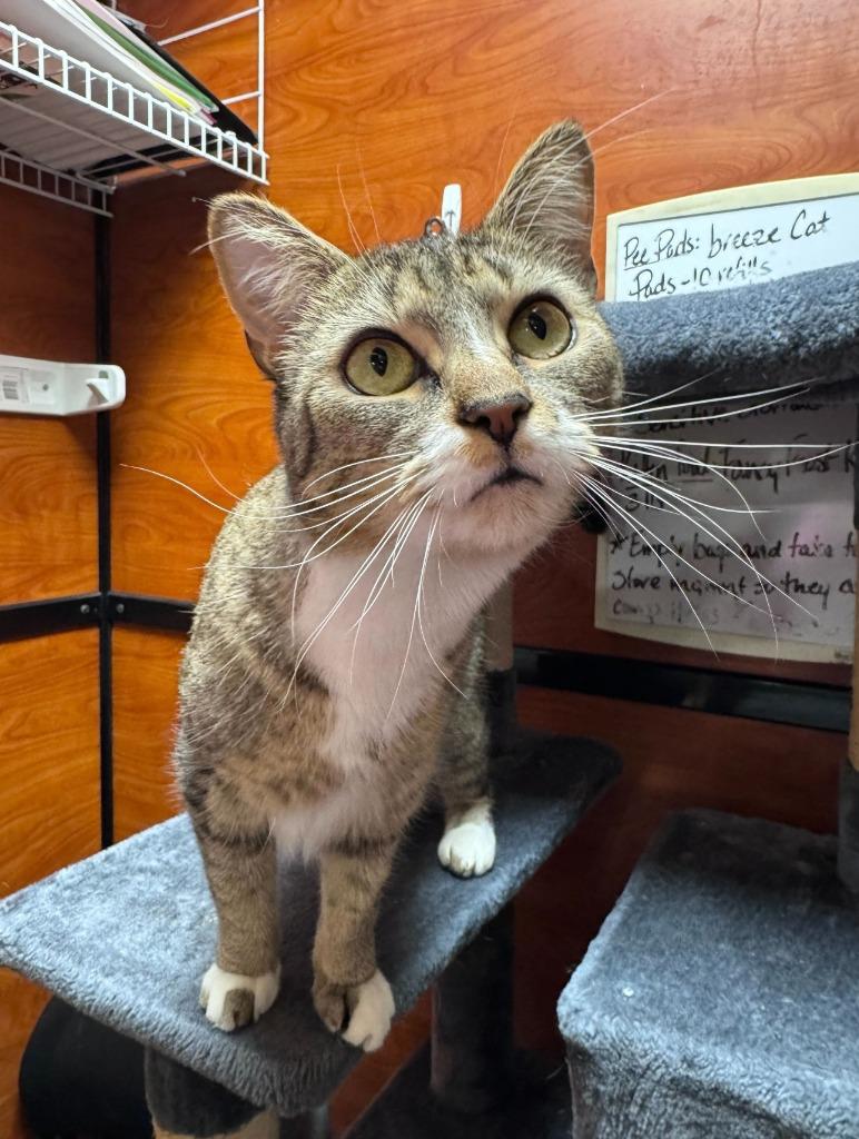 Enlarge Merelie, a Adoptable mixed breed in Pawtucket, RI image 6/6