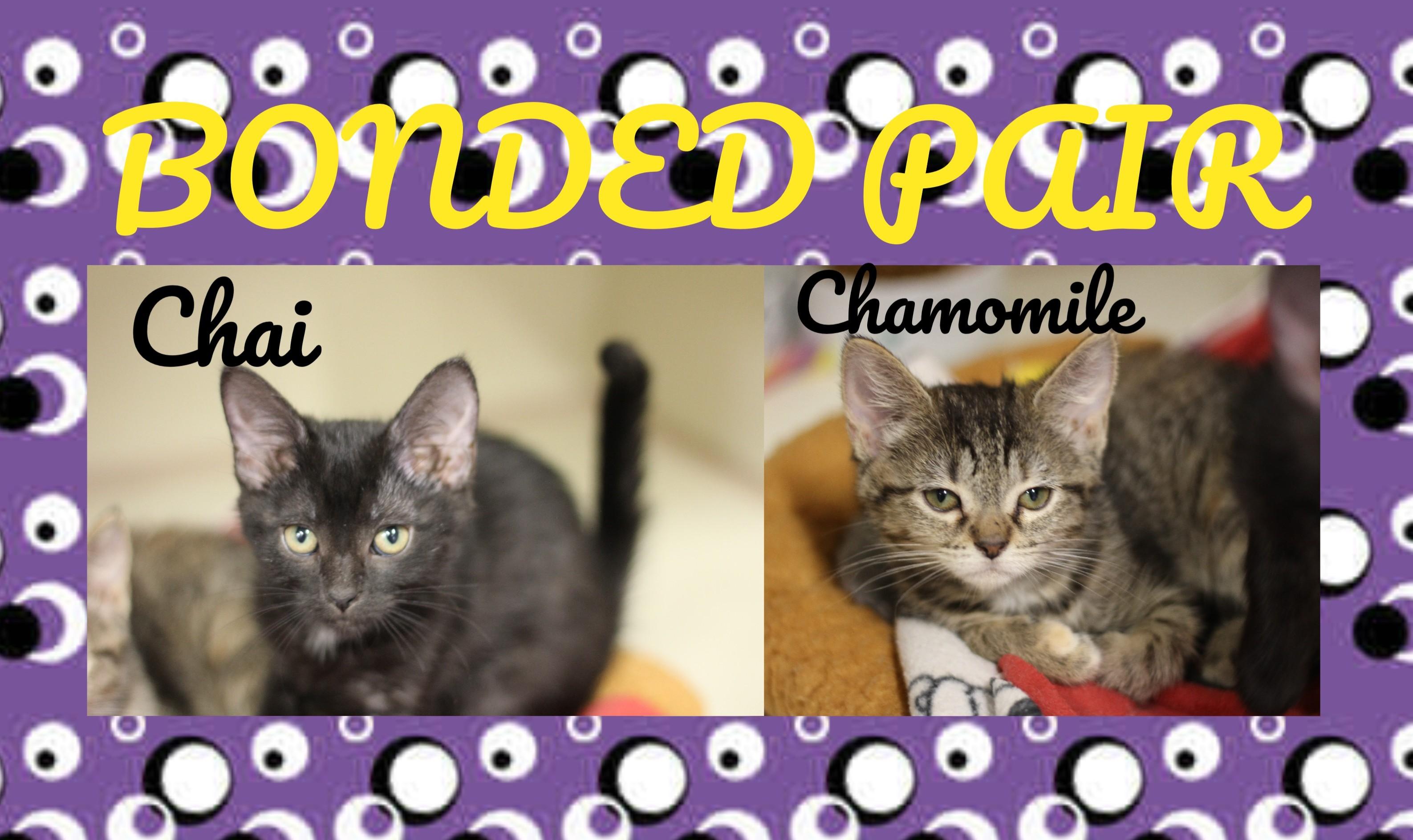 Chamomile &amp; Chai, Baby Female Domestic Short Hair