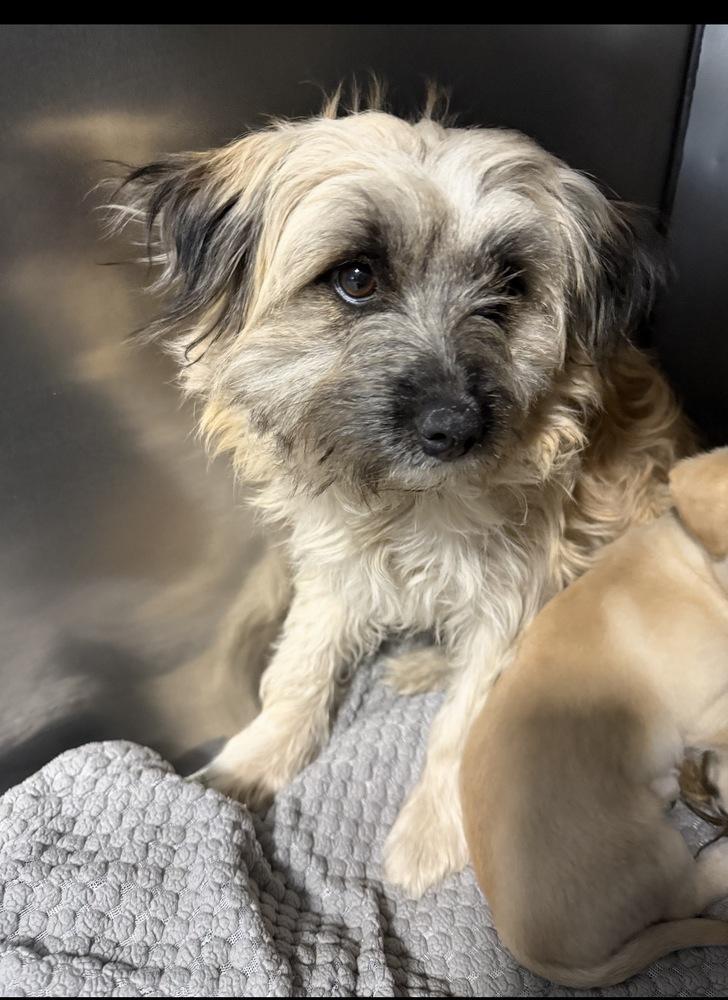 Muffin, Adoptable, Young Female Shih Tzu.