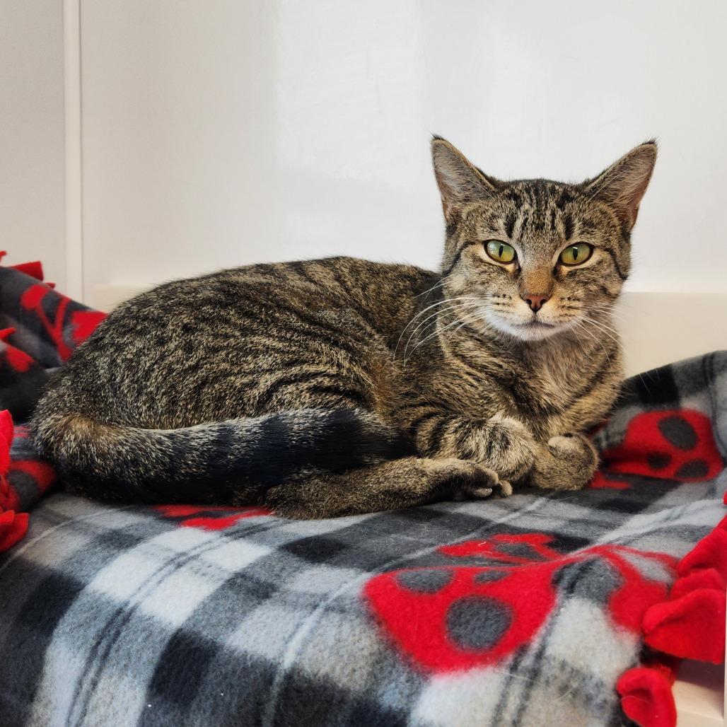 Enlarge Ms. Scarlet, a Adoptable Domestic Short Hair in Fort Wayne, IN image 1/4