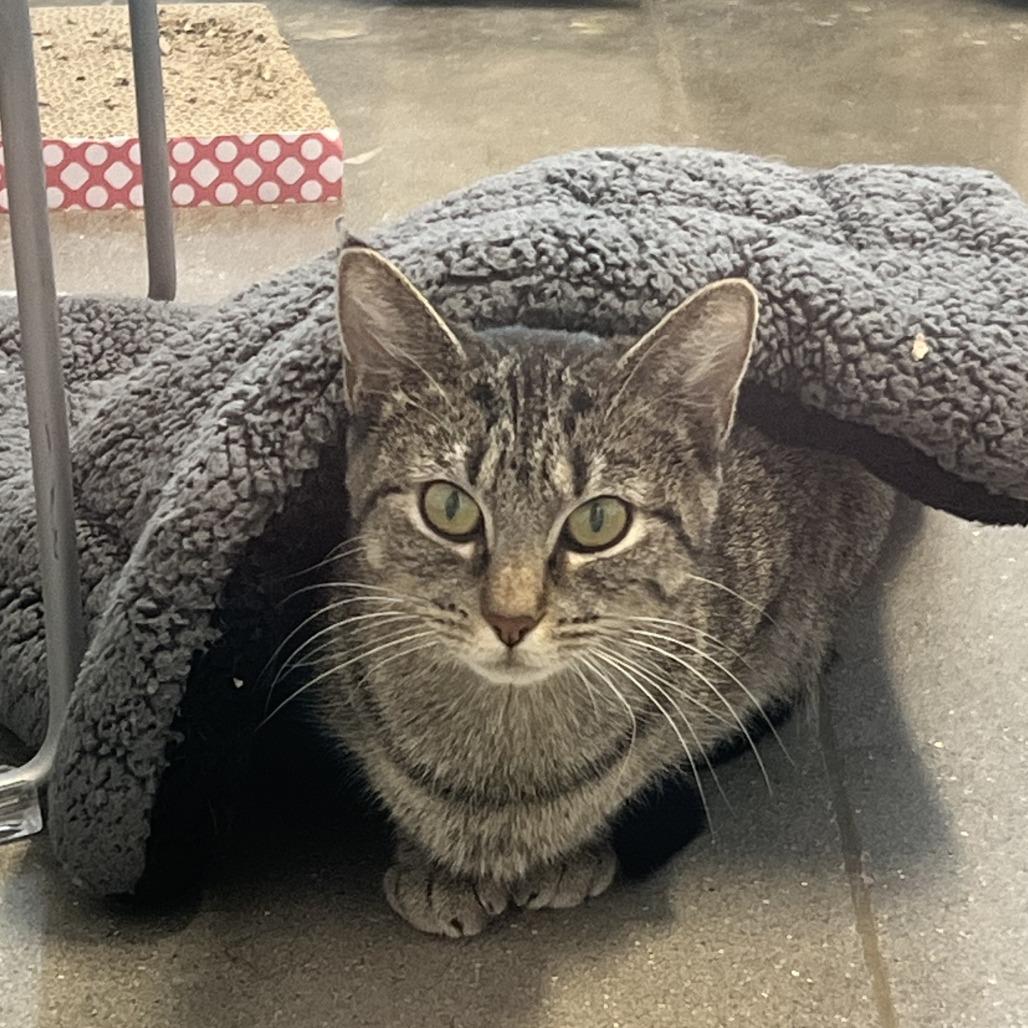 Enlarge Ms. Scarlet, a Adoptable Domestic Short Hair in Fort Wayne, IN image 2/4