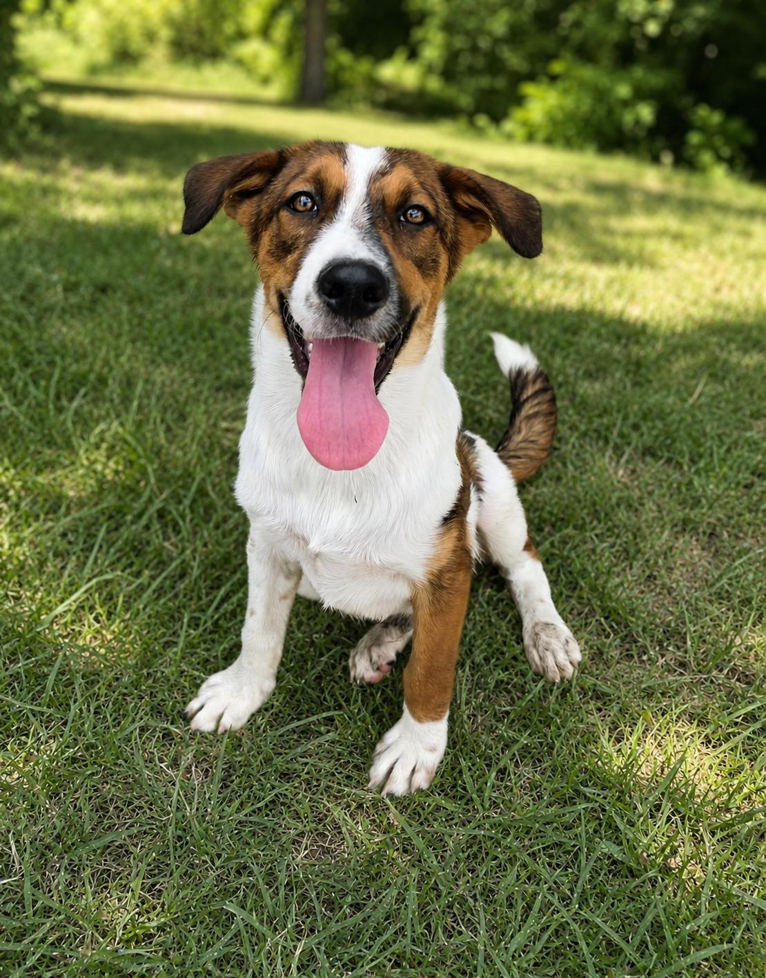 Arnold, Adoptable, Puppy Male Saint Bernard.