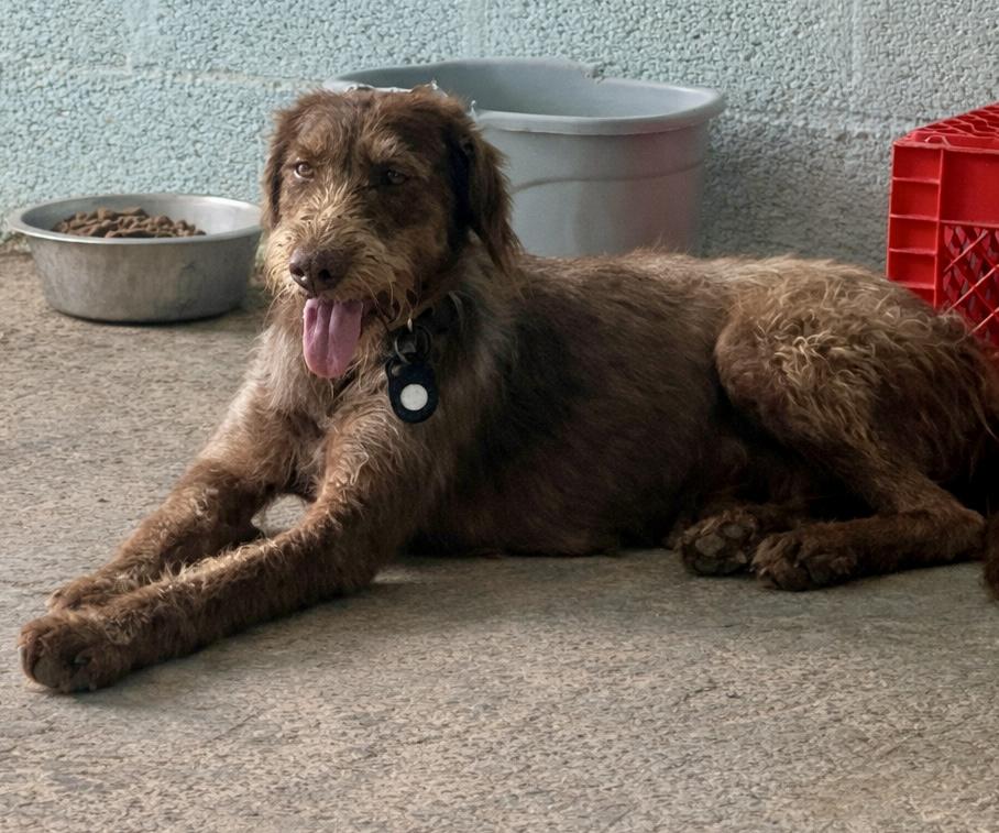 Enlarge Freya, a ADOPTABLE mixed breed in Ewing, NJ image 2/3