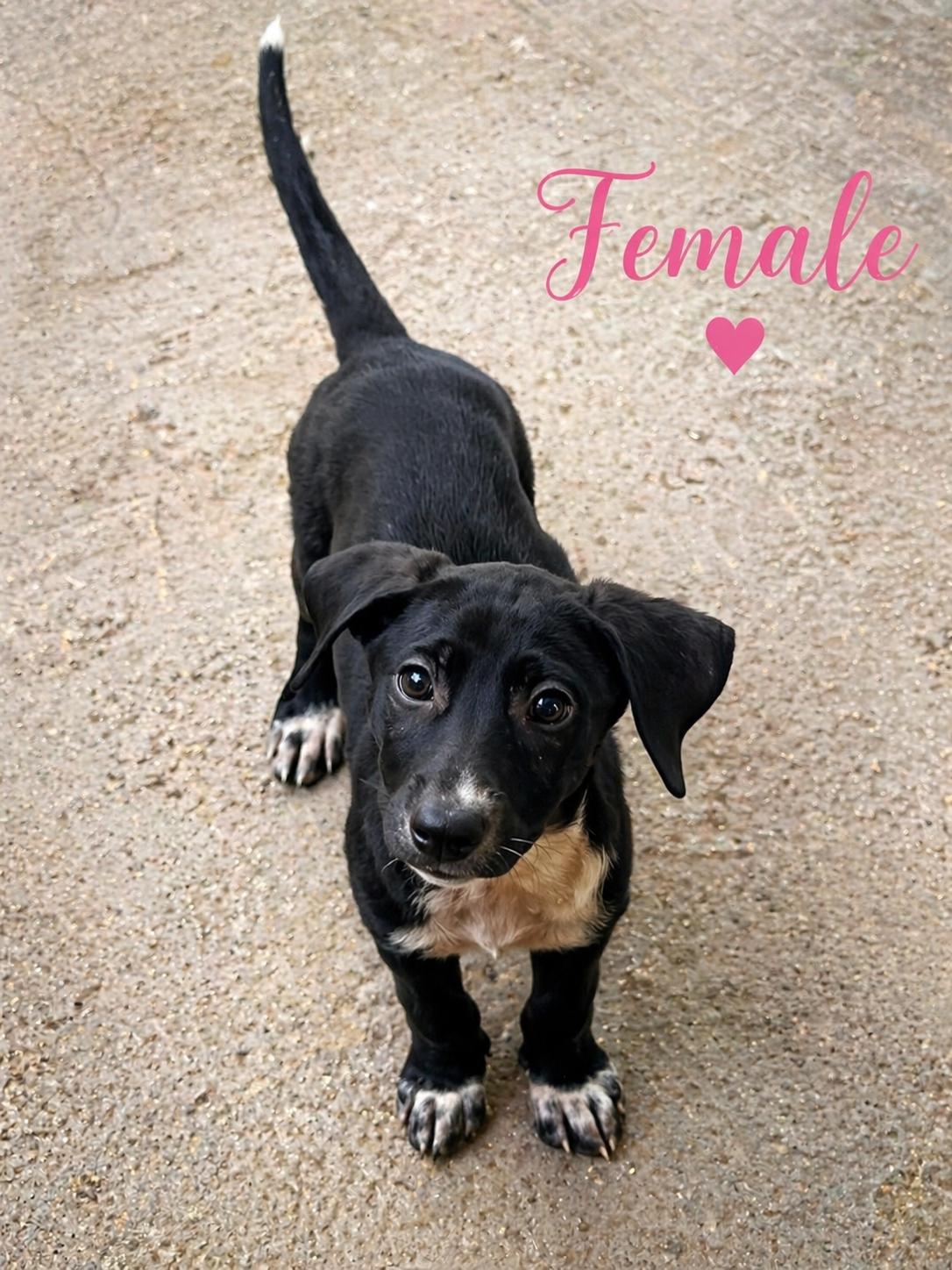 Enlarge Freya, a ADOPTABLE mixed breed in Ewing, NJ image 1/3