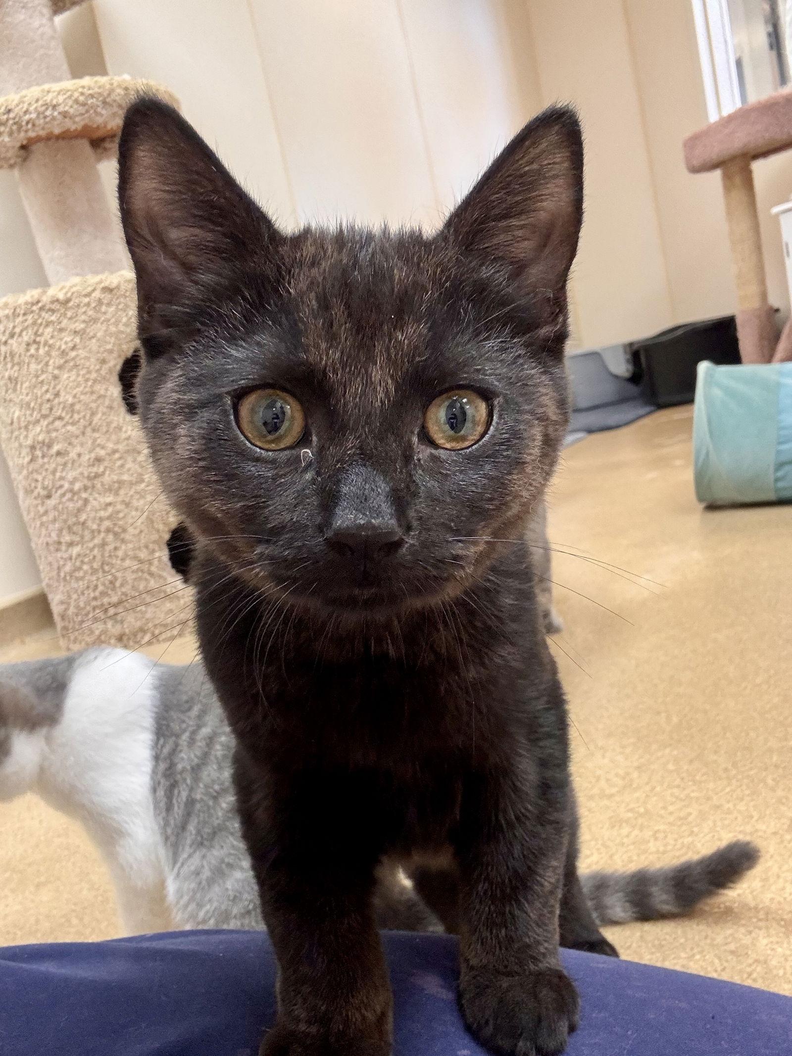 Shadow, Adopted, Kitten Male Domestic Short Hair.