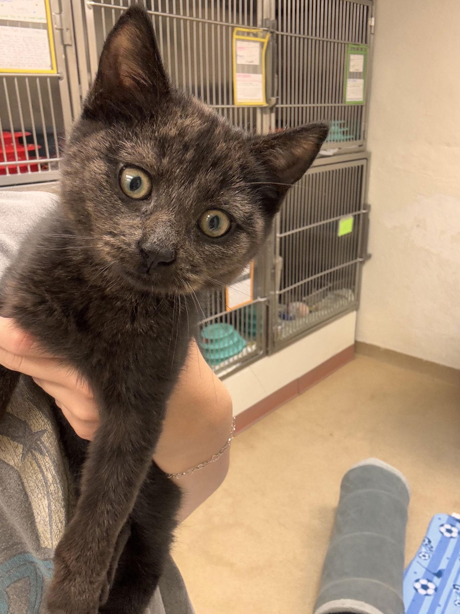 Enlarge Shadow, a Adopted Domestic Short Hair in Brick, NJ image 2/3