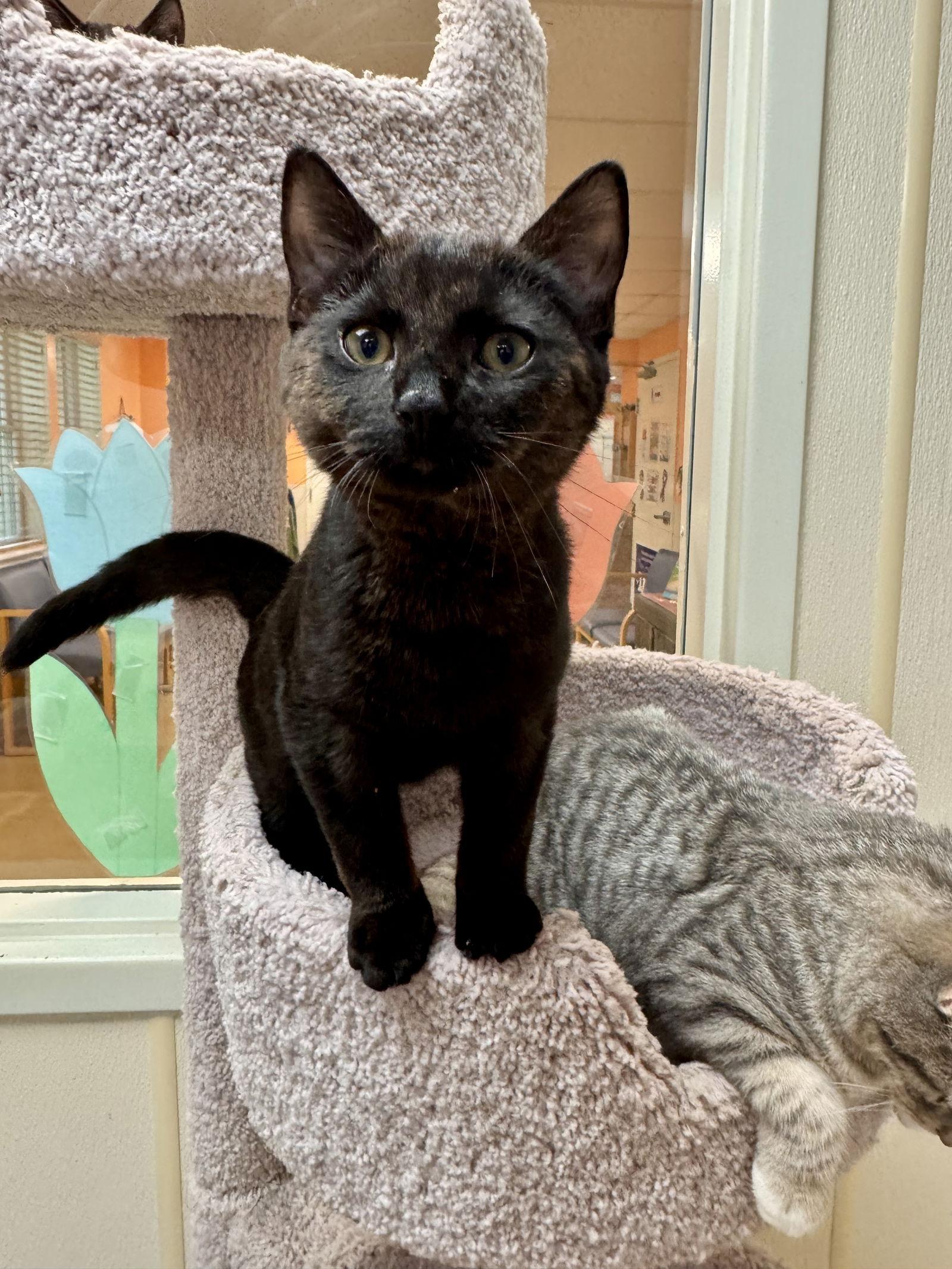 Enlarge Shadow, a Adopted Domestic Short Hair in Brick, NJ image 3/3