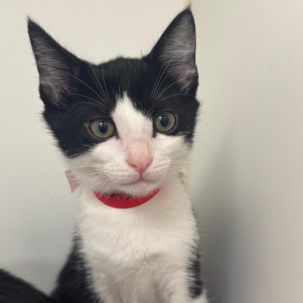 Soot, Adoptable, Kitten Male Domestic Short Hair.