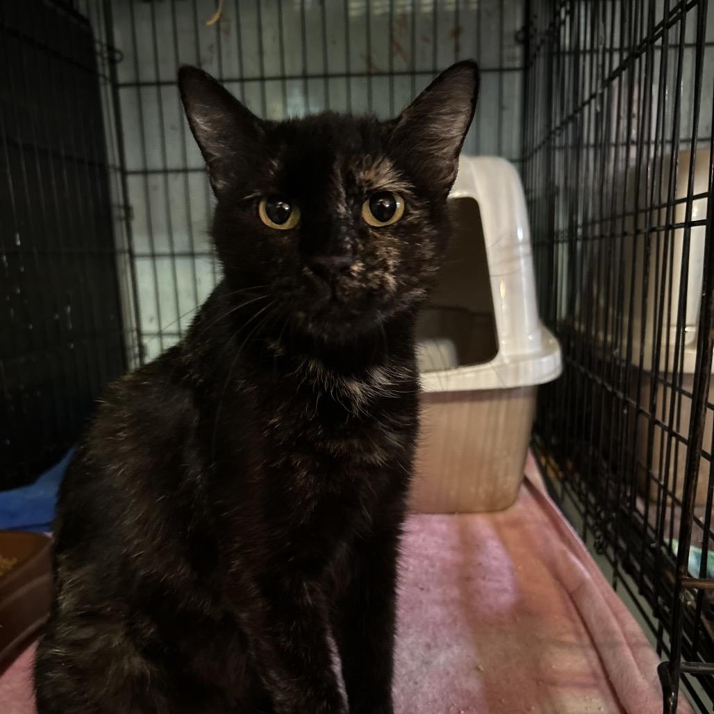 Enlarge Claw-Dia, a Adoptable Domestic Short Hair in mount vernon, AR image 1/1