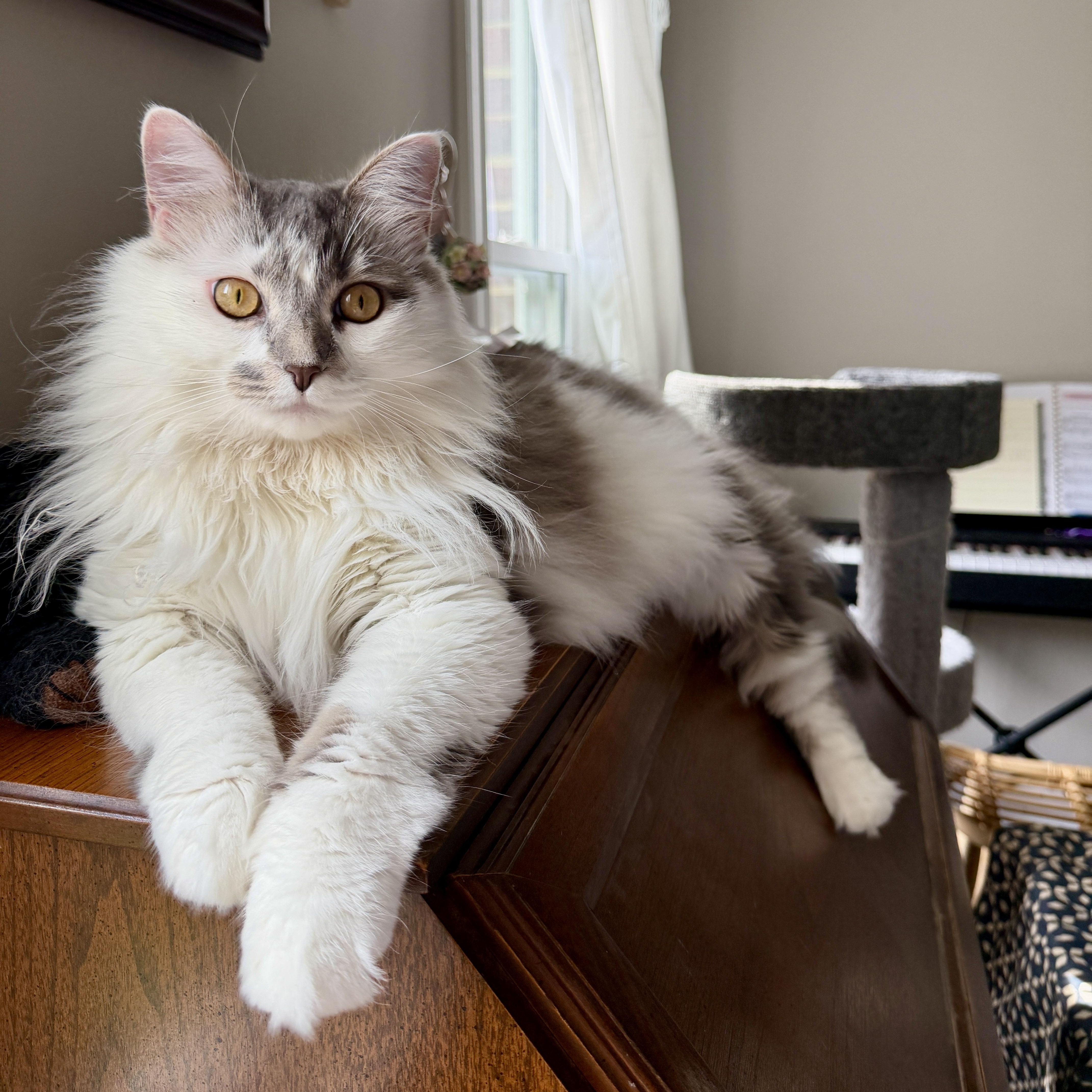 Sophie Girl, adoptable, Young Female Domestic Long Hair.