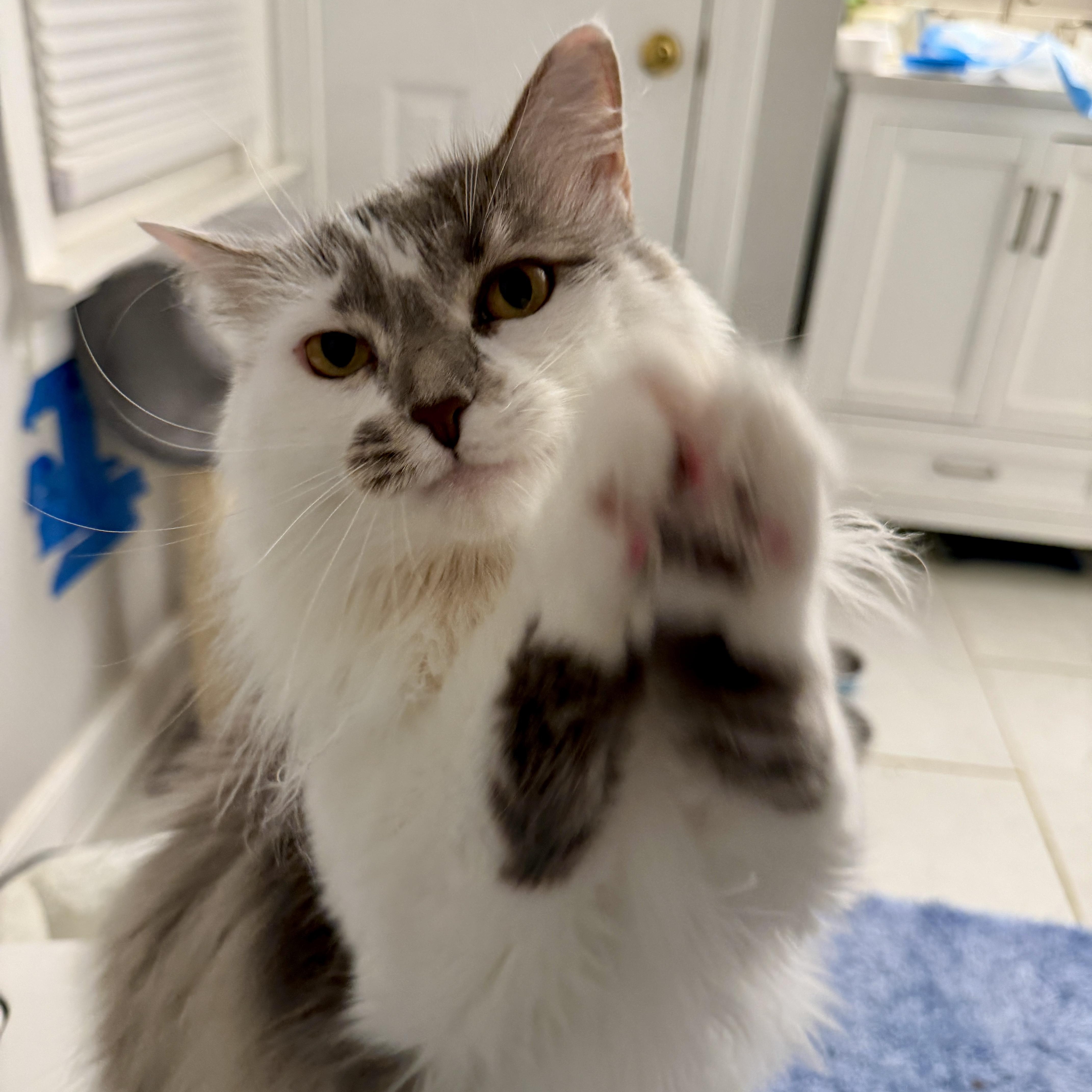 Enlarge Sophie Girl, an adoptable Domestic Long Hair in Richmond, VA image 2/2