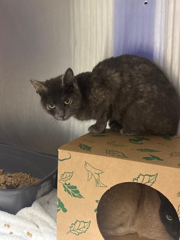 Sally, Adoptable, Adult Female Domestic Short Hair.