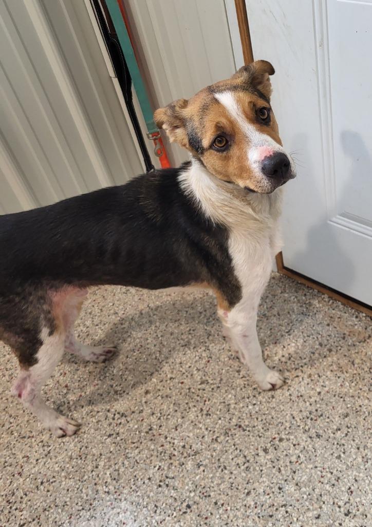 Colt, Adoptable, Adult Male Hound.