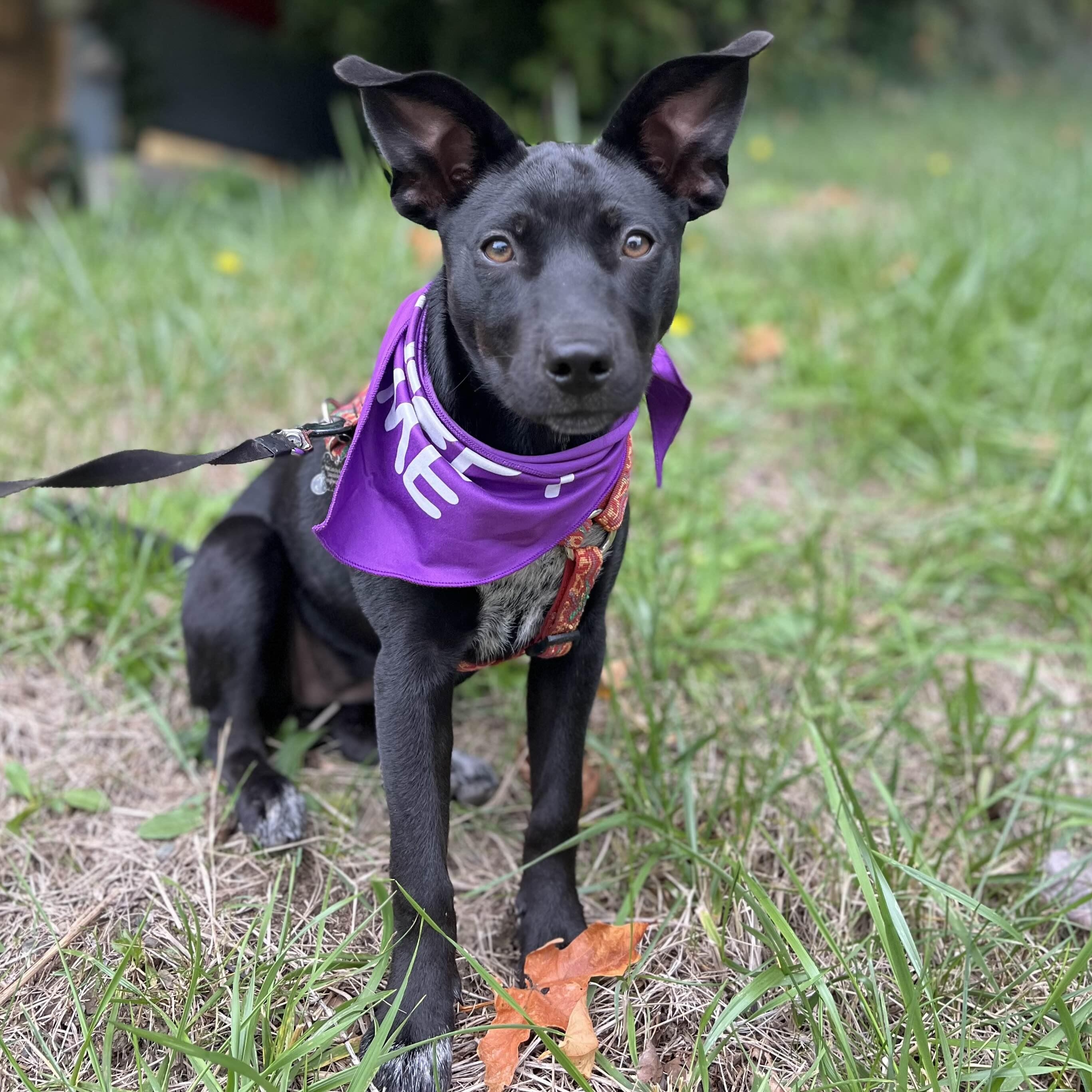 Oola (Seattle, WA), a Adoptable mixed breed in Seattle, WA image 2/5