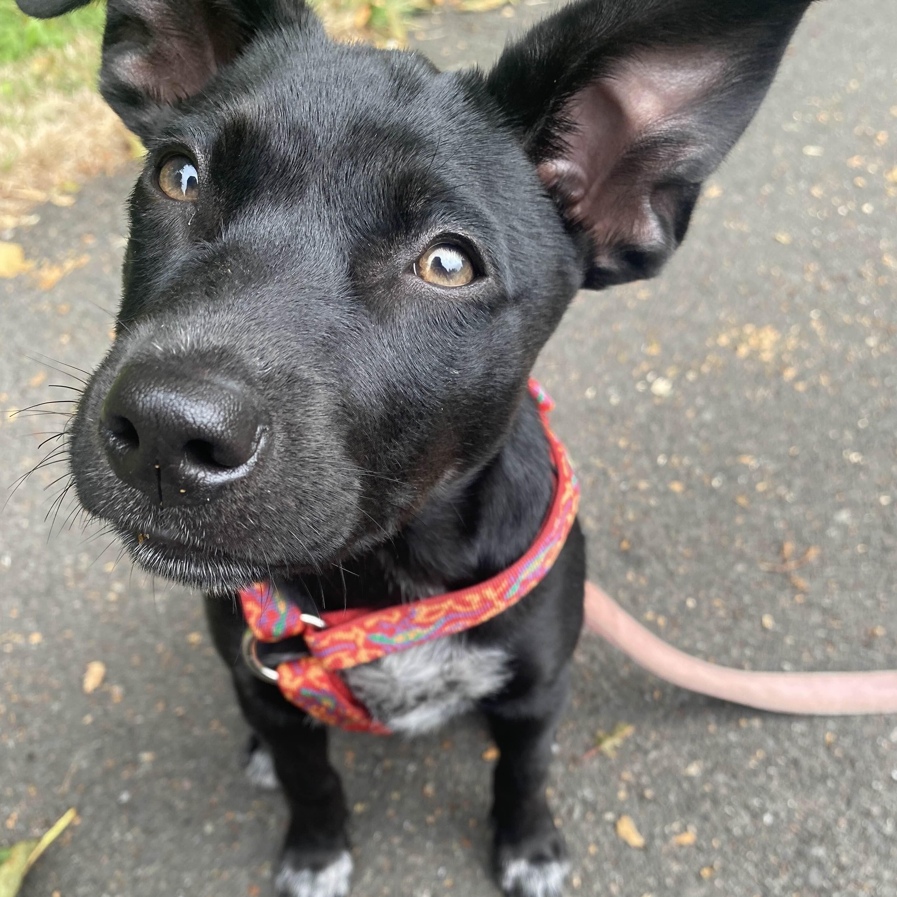 Oola (Seattle, WA), a Adoptable mixed breed in Seattle, WA image 4/5