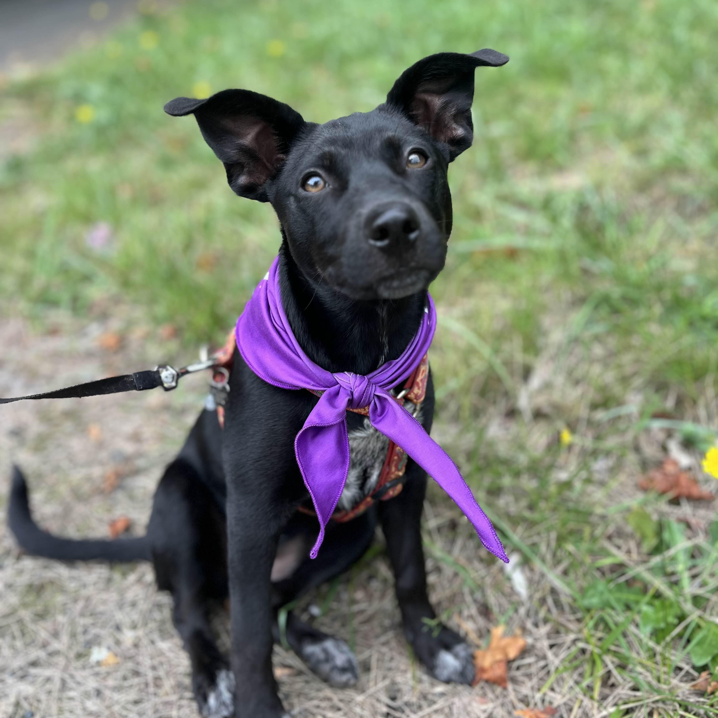 Oola (Seattle, WA), a Adoptable mixed breed in Seattle, WA image 3/5