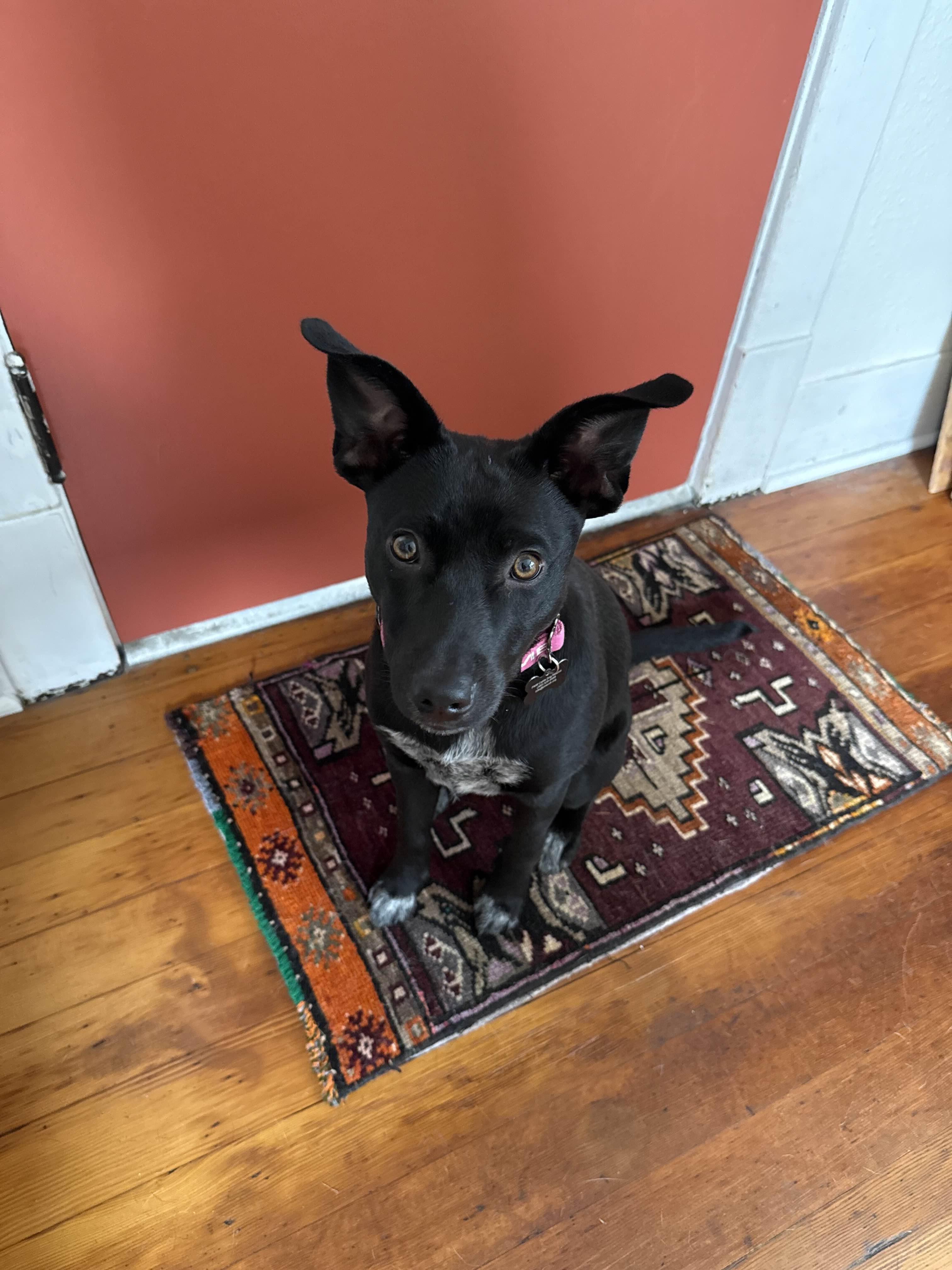 Oola (Seattle, WA), a Adoptable mixed breed in Seattle, WA image 1/5