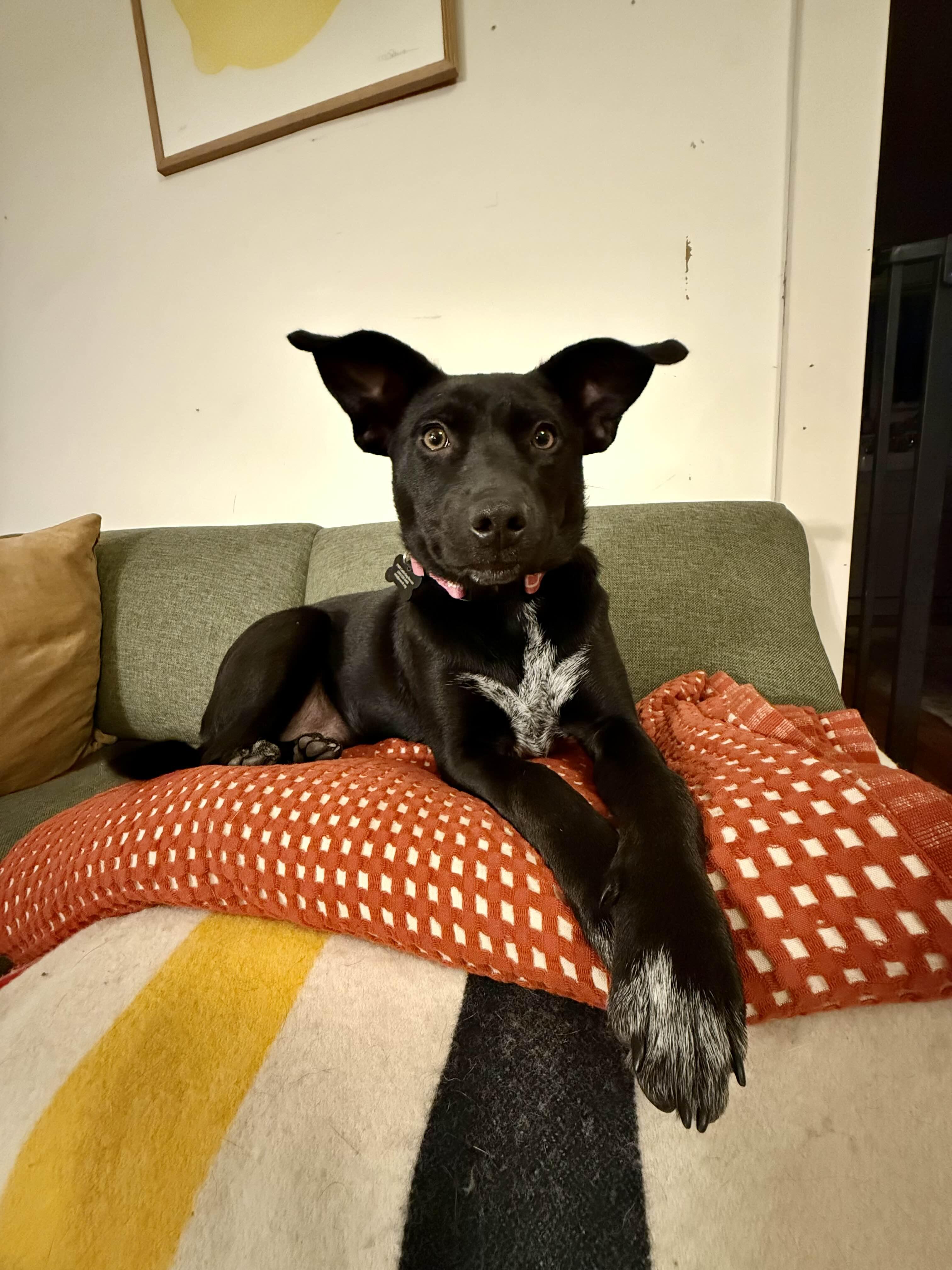 Oola (Seattle, WA), a Adoptable mixed breed in Seattle, WA image 5/5