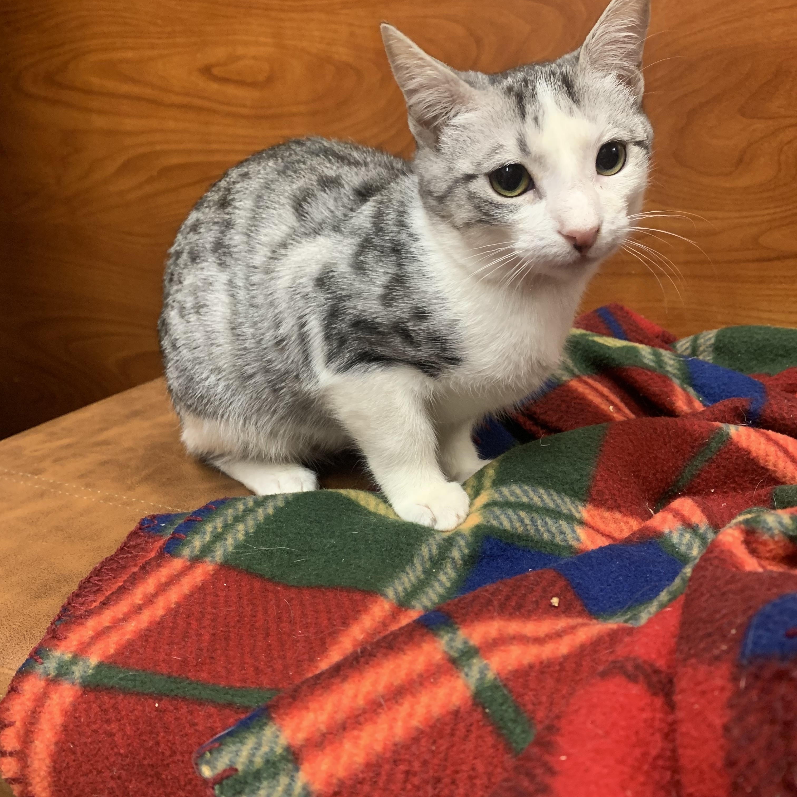 Muffin, Adoptable, Kitten Female Domestic Short Hair.
