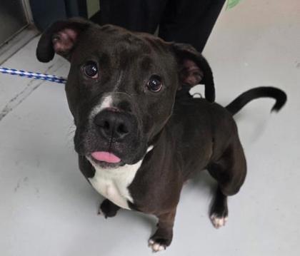 Enlarge Albert, a Adoptable mixed breed in Savannah, GA image 2/2