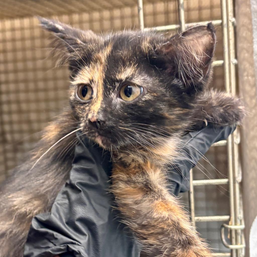 Enlarge Jade, a Adoptable mixed breed in Portland, IN image 1/1