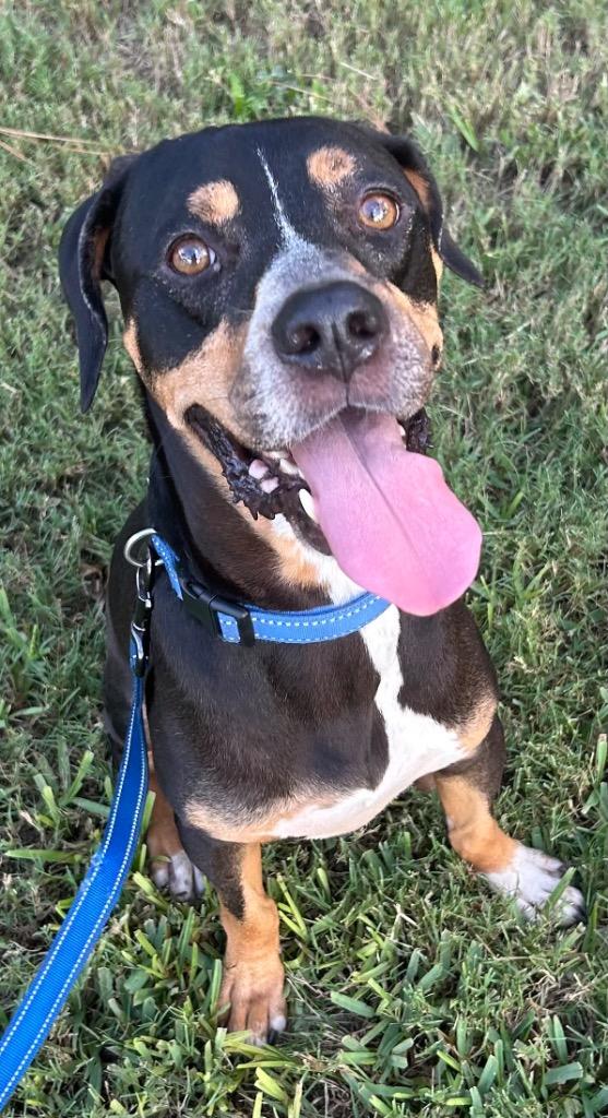 James, Adoptable, Adult Male Hound.