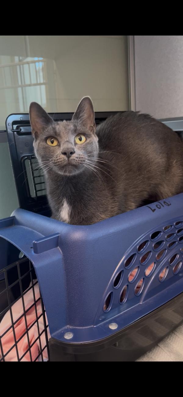 Lola, Adoptable, Adult Female Russian Blue.