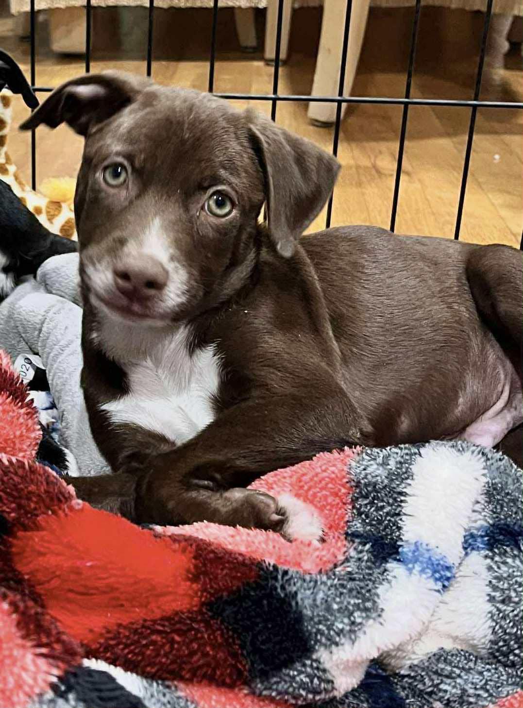 Enlarge Kabil, a Adoptable mixed breed in Ronkonkoma, NY image 1/1