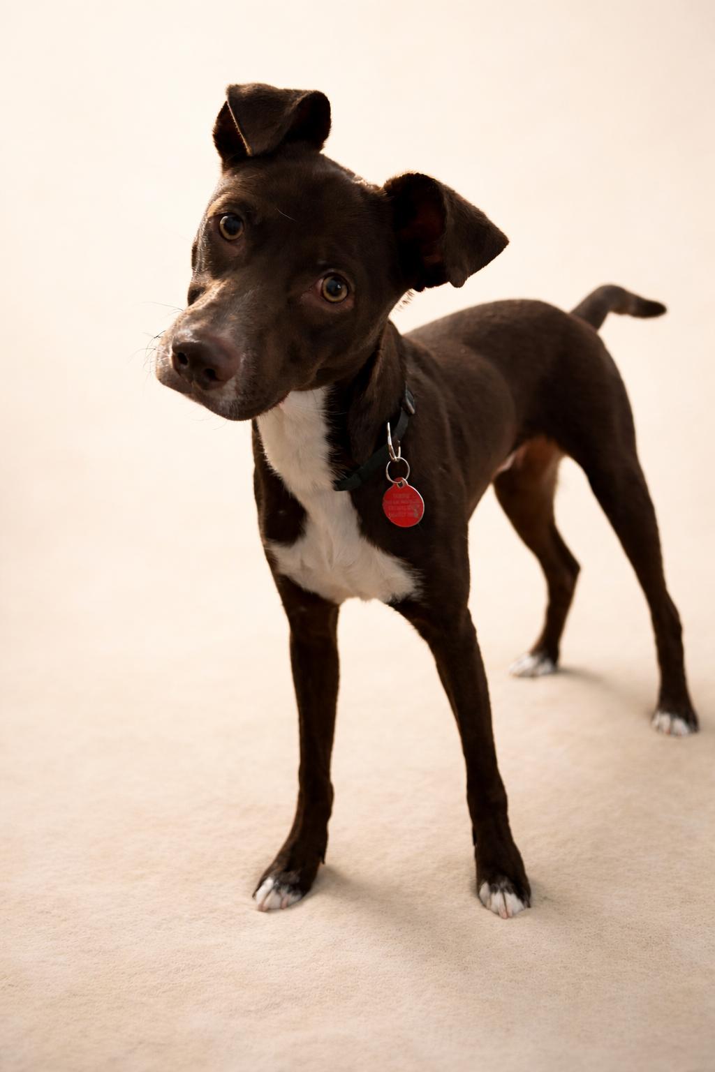 Enlarge Kabil, an adopted mixed breed in Ronkonkoma, NY image 1/2