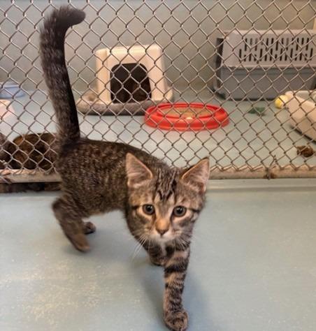 Costello, Adoptable, Kitten Male Domestic Short Hair.
