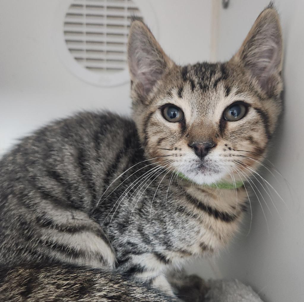 Enlarge Larry, a Adoptable mixed breed in Walnutport, PA image 1/1