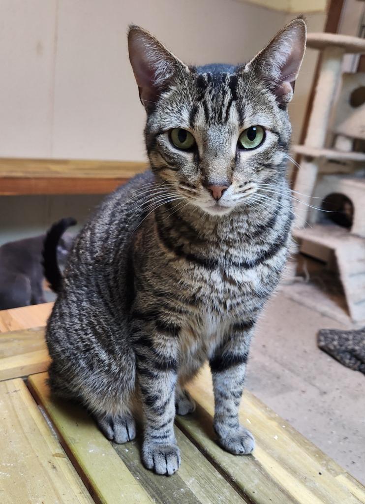 Larry, Adoptable, Kitten Male Domestic Short Hair.