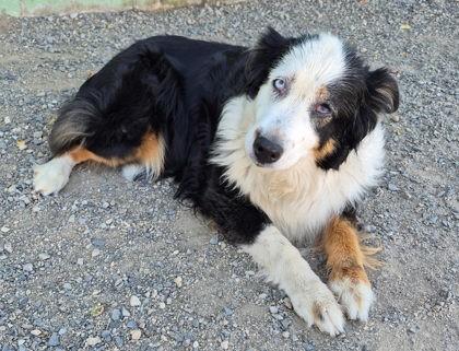 Enlarge Daisy, a Adoptable mixed breed in Butte, MT image 1/1