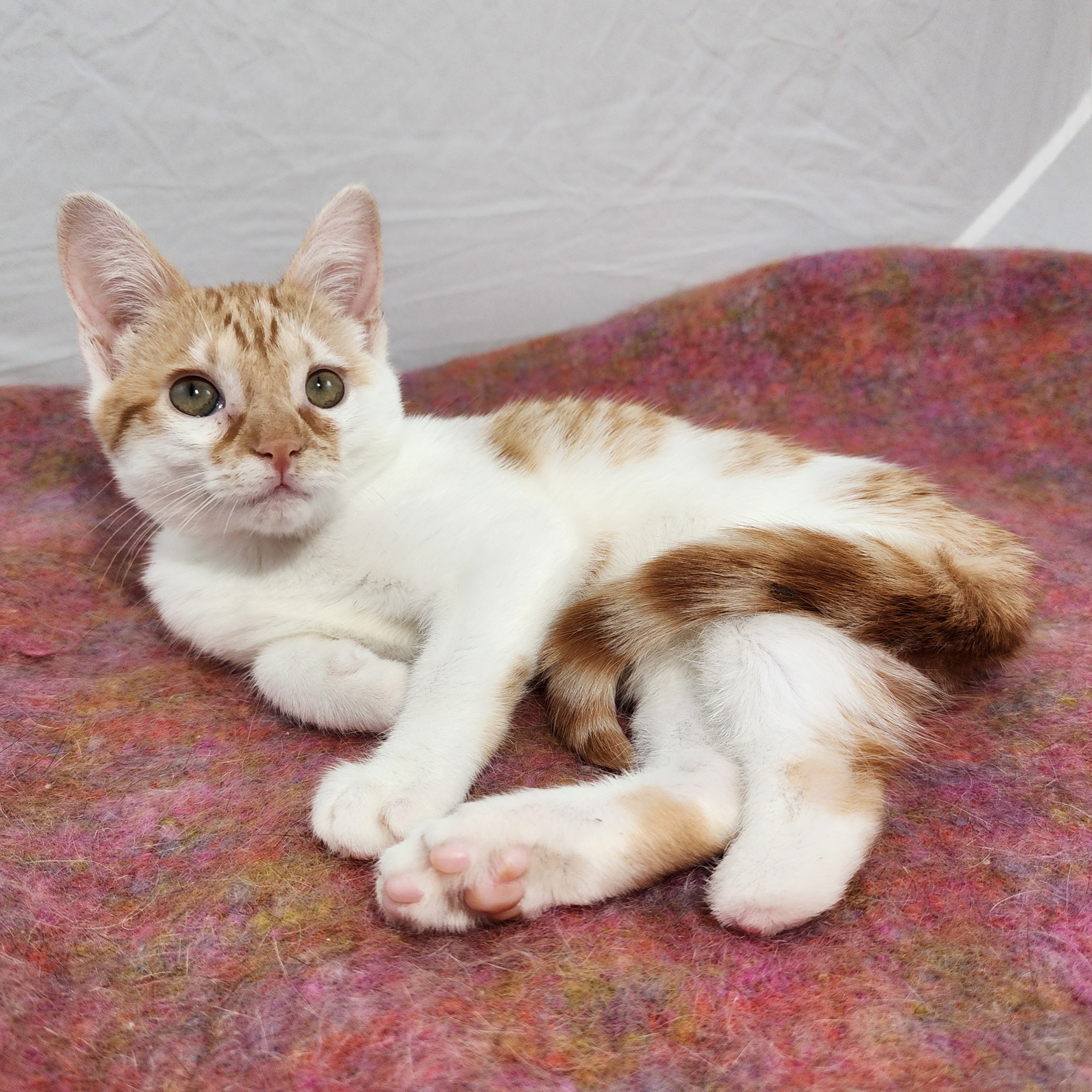 Cat for adoption Dottie, a Domestic Short Hair in New York, NY