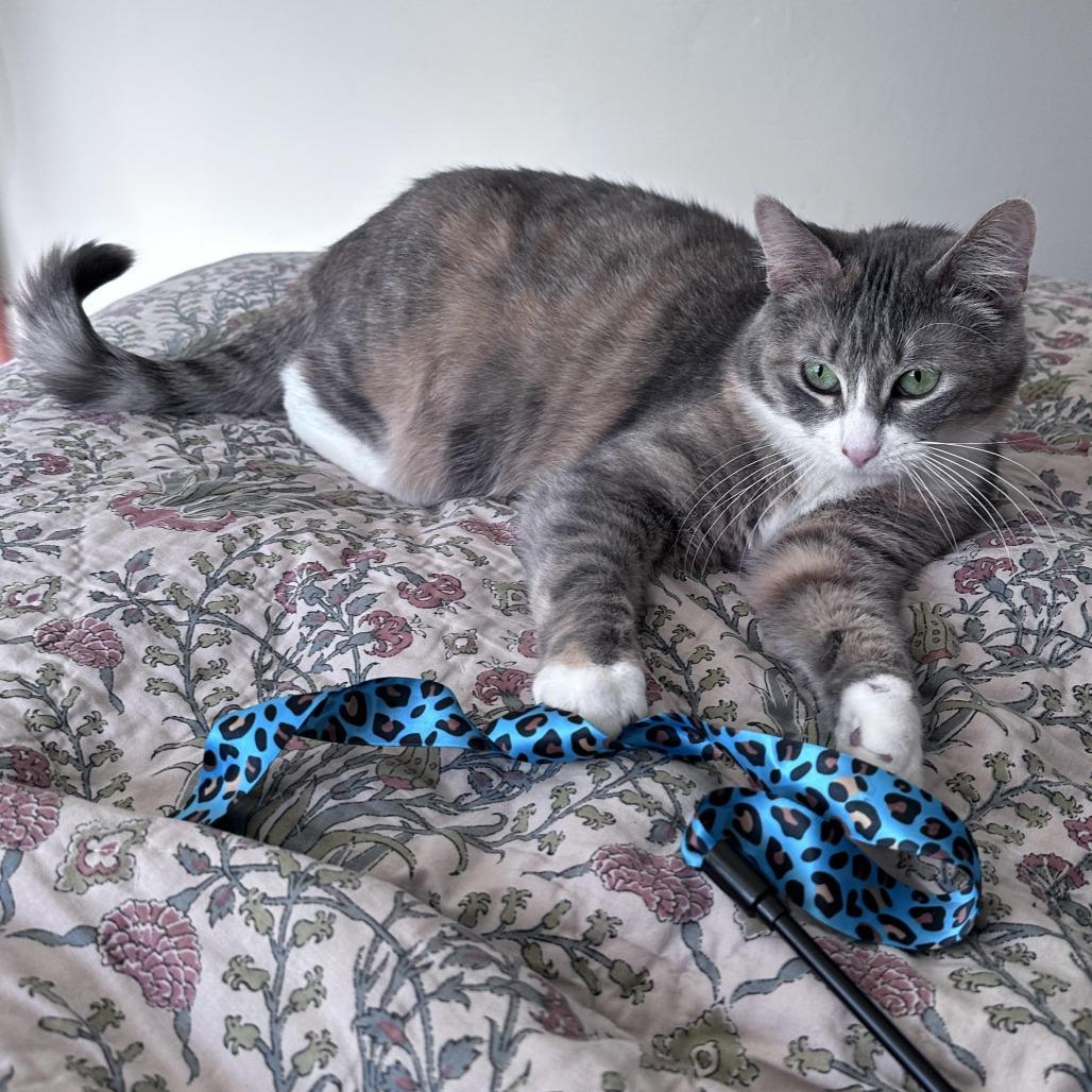 Allison C10044, a Adoptable mixed breed in Princeton, MN image 2/5
