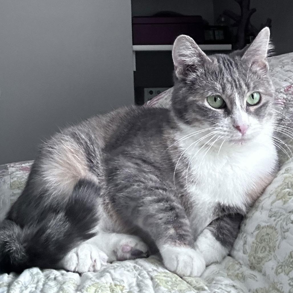 Allison C10044, a Adoptable mixed breed in Princeton, MN image 4/5