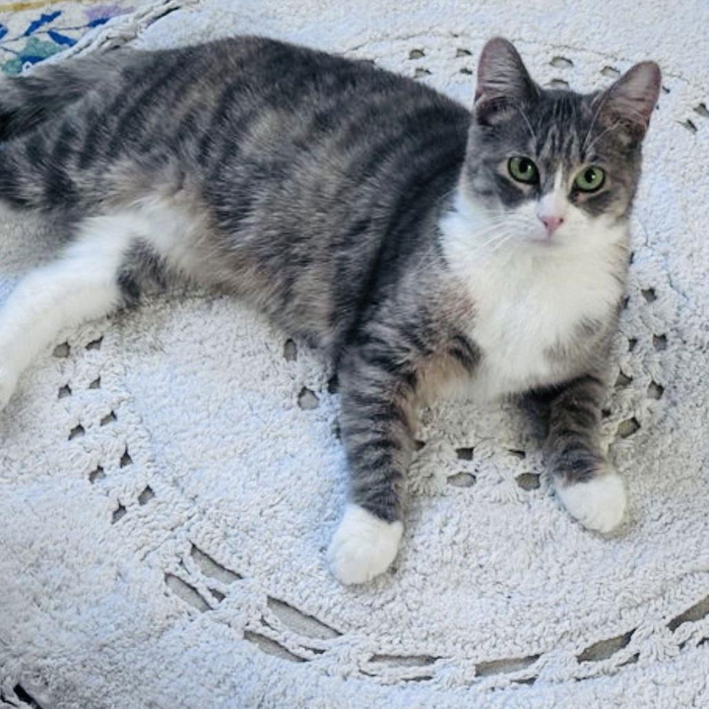 Allison C10044, a Adoptable mixed breed in Princeton, MN image 5/5