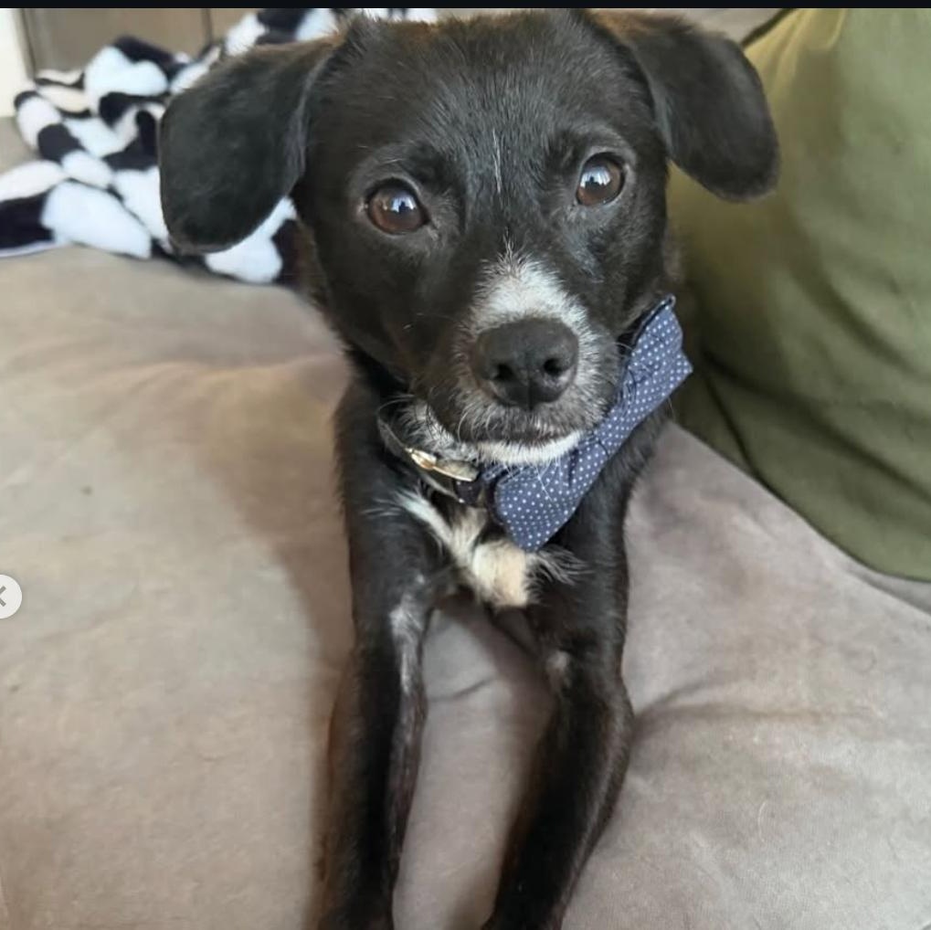 Enlarge Prince, a ADOPTABLE mixed breed in Beverly Hills, CA image 2/4