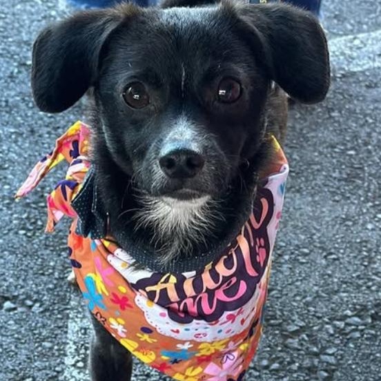 Enlarge Prince, a ADOPTABLE mixed breed in Beverly Hills, CA image 1/4