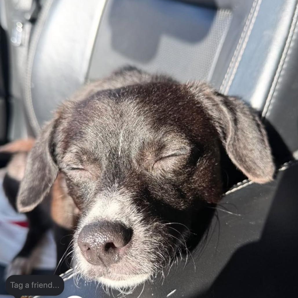 Enlarge Prince, a ADOPTABLE mixed breed in Beverly Hills, CA image 4/4