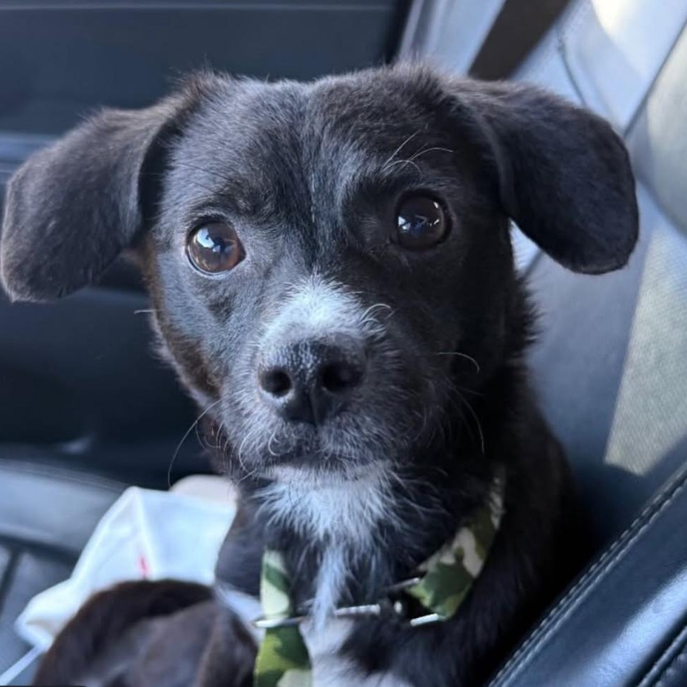 Enlarge Prince, a ADOPTABLE mixed breed in Beverly Hills, CA image 3/4