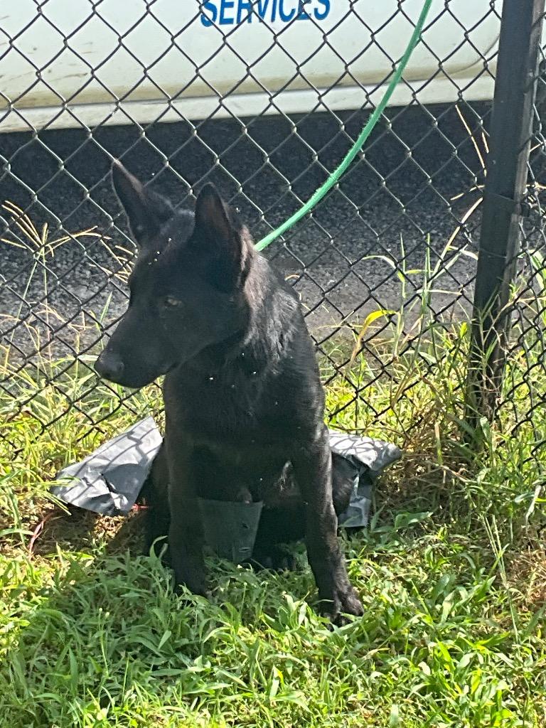 Enlarge Yugi, a Adopted Shepherd in Effingham, SC image 1/1