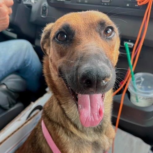 Enlarge Gemma, an adopted Mixed Breed in Chino valley, AZ image 1/4