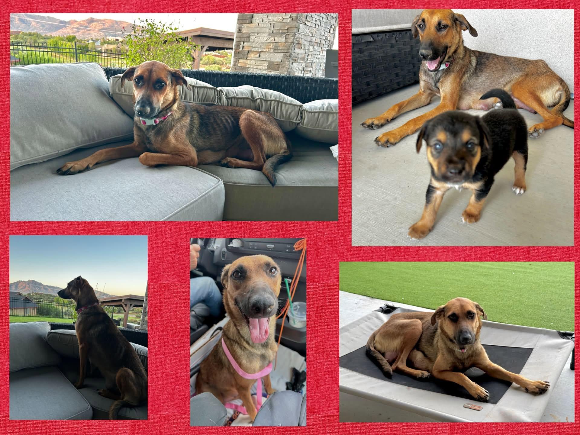 Enlarge Gemma, an adopted Mixed Breed in Chino valley, AZ image 2/4