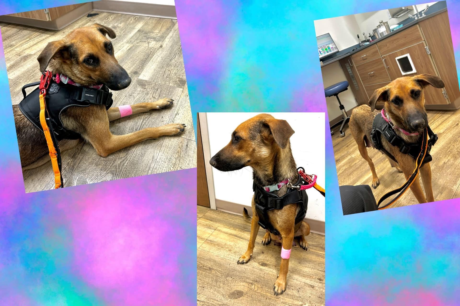 Enlarge Gemma, an adopted Mixed Breed in Chino valley, AZ image 3/4