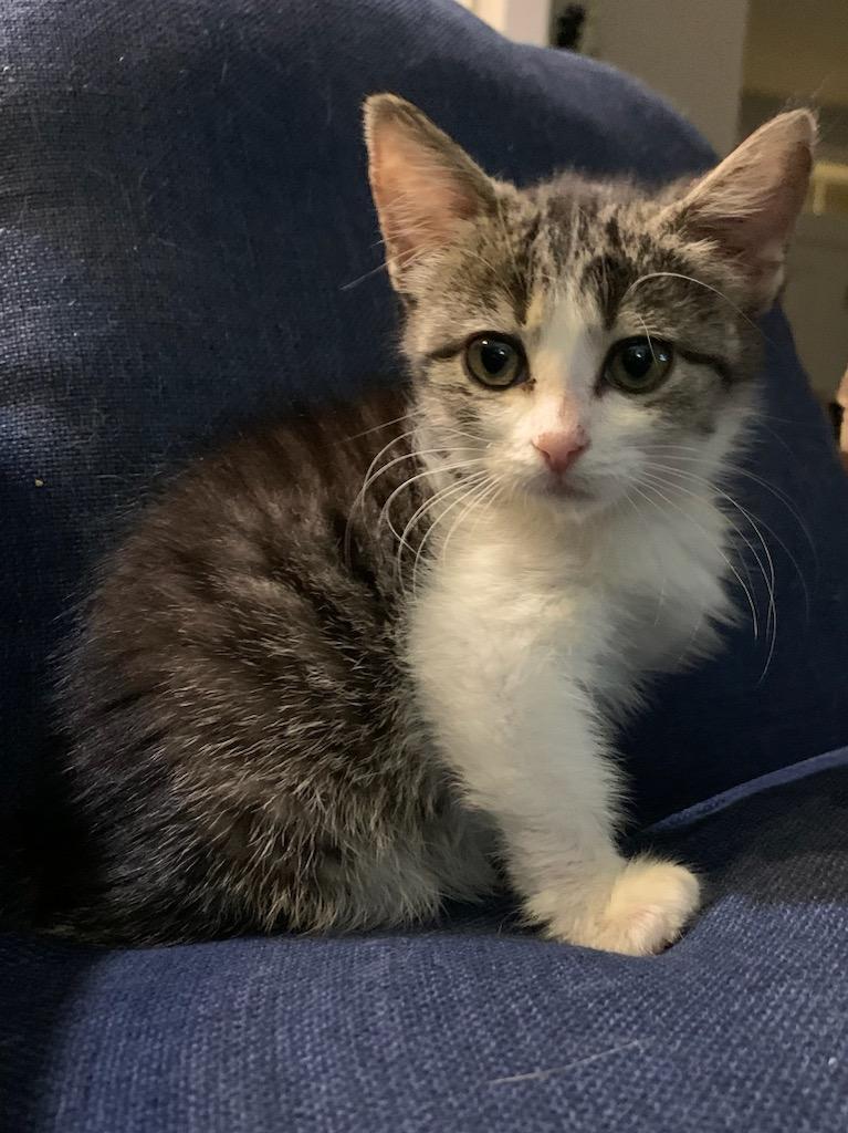 Piglet, an adoptable Tabby, Domestic Short Hair in Pasco, WA, 99301 | Photo Image 1