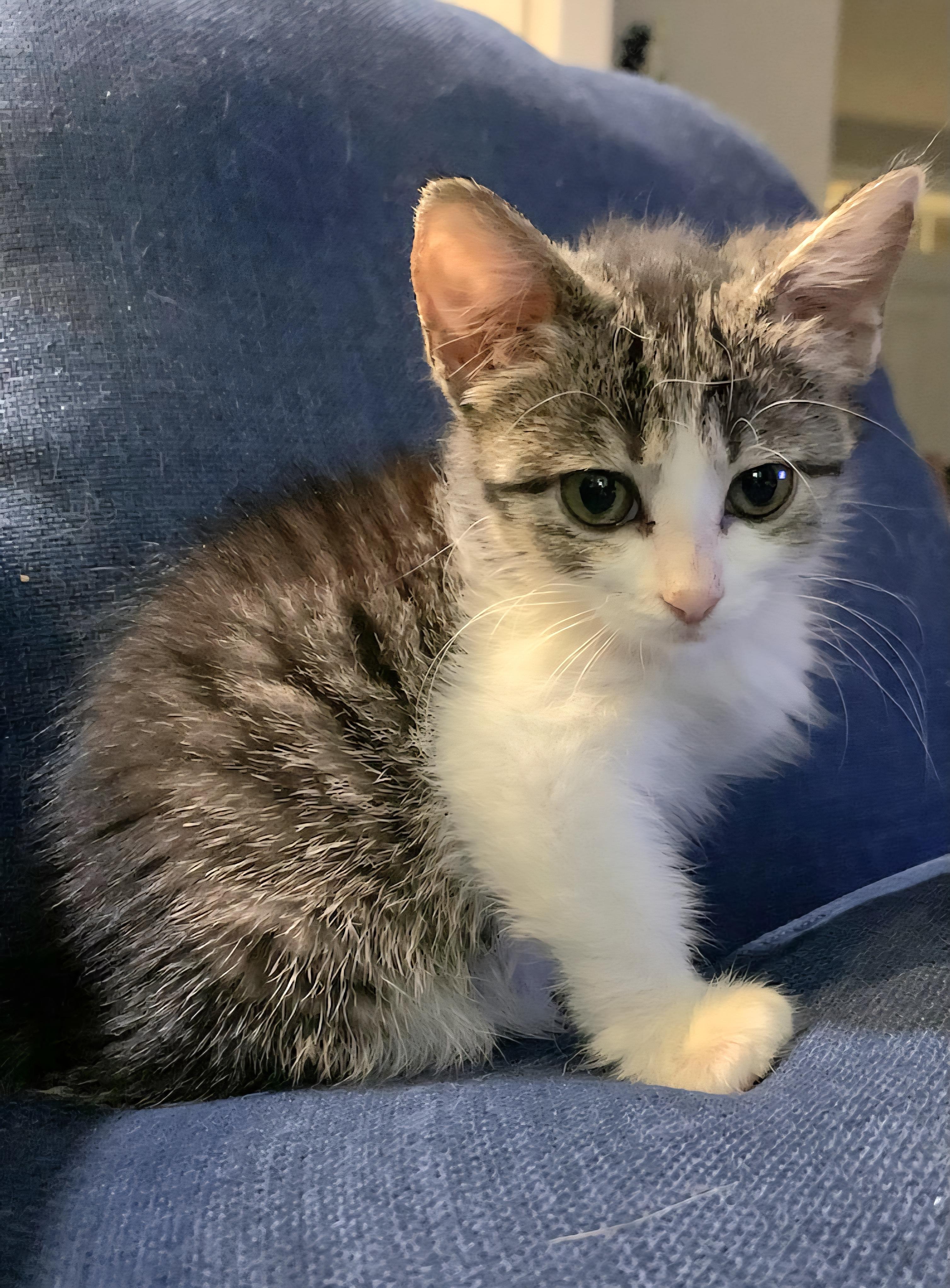 Piglet, an adoptable Tabby, Domestic Short Hair in Pasco, WA, 99301 | Photo Image 3