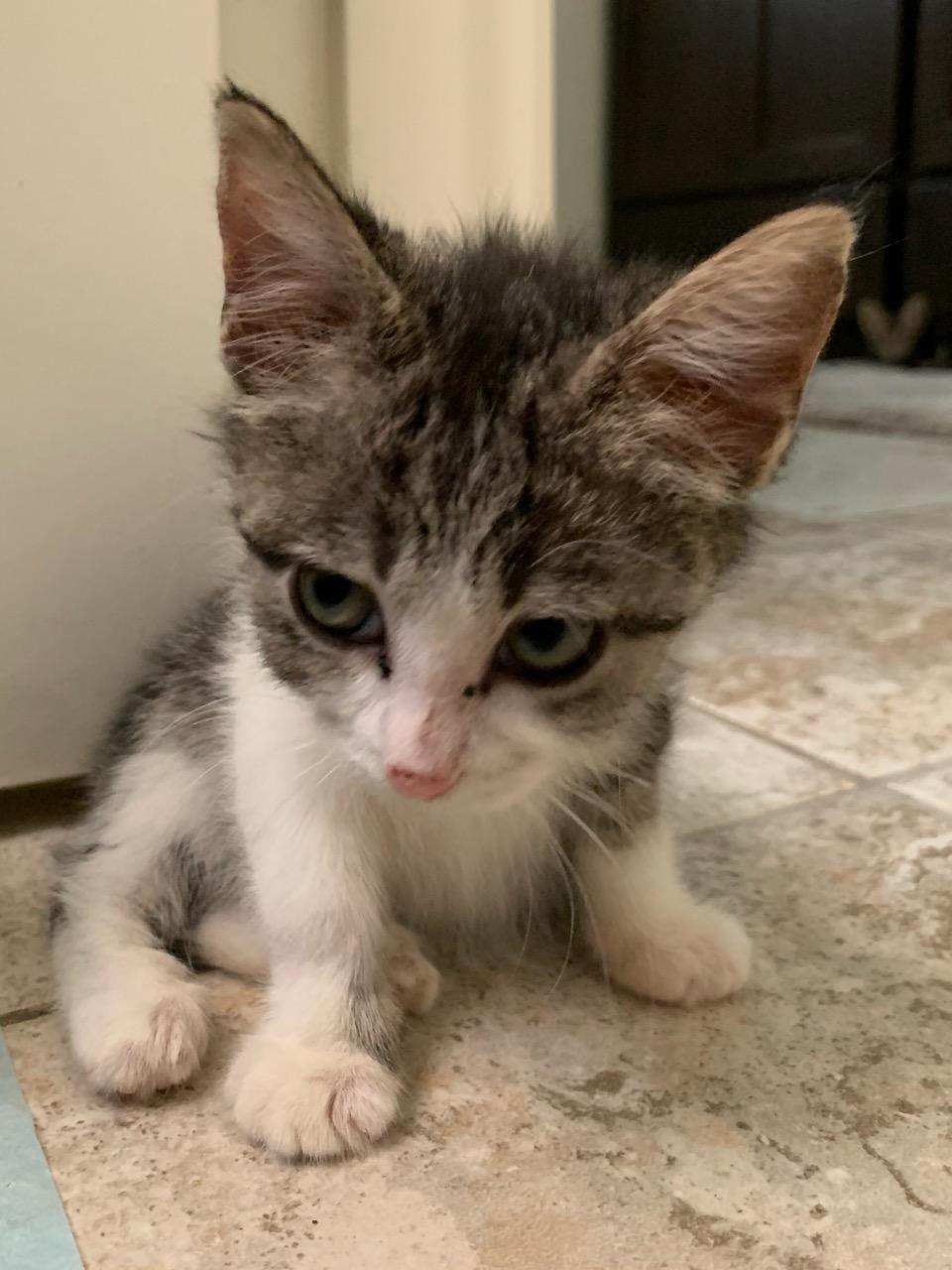 Piglet, an adoptable Tabby, Domestic Short Hair in Pasco, WA, 99301 | Photo Image 4