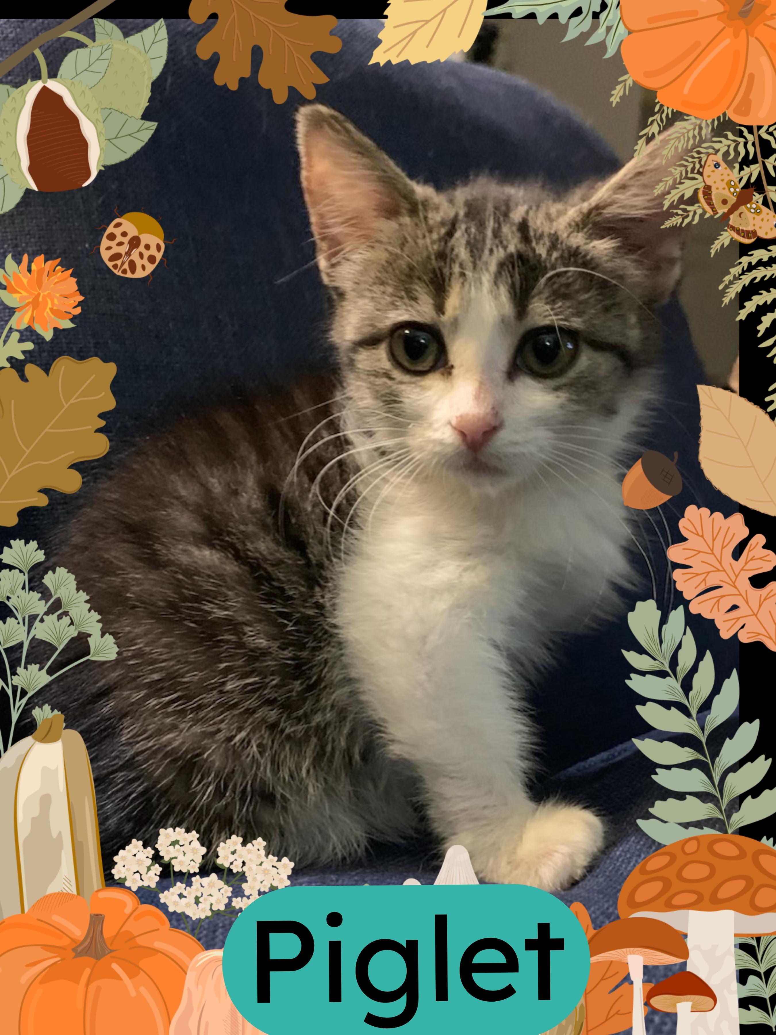 Piglet, an adoptable Tabby, Domestic Short Hair in Pasco, WA, 99301 | Photo Image 2